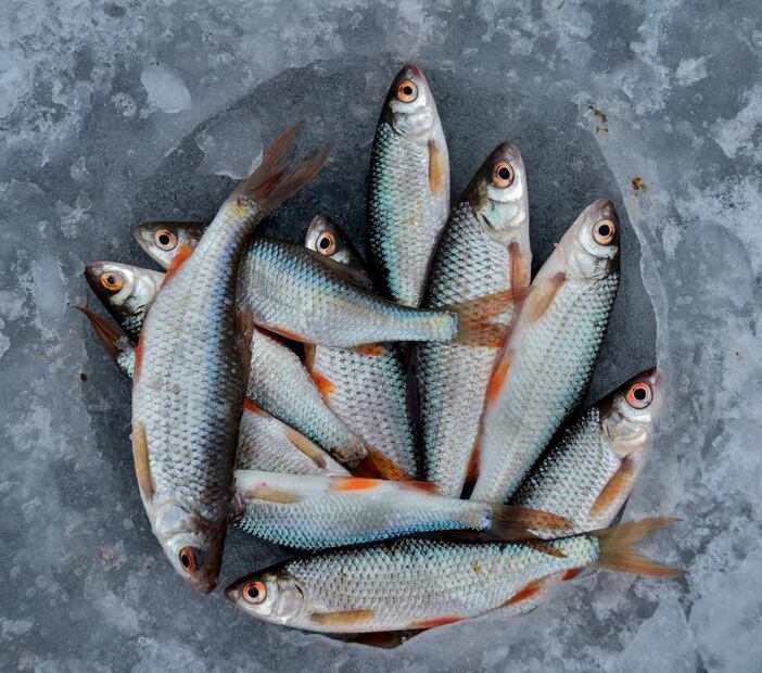 El pescado puede albergar bacterias peligrosas. Foto: Pexels