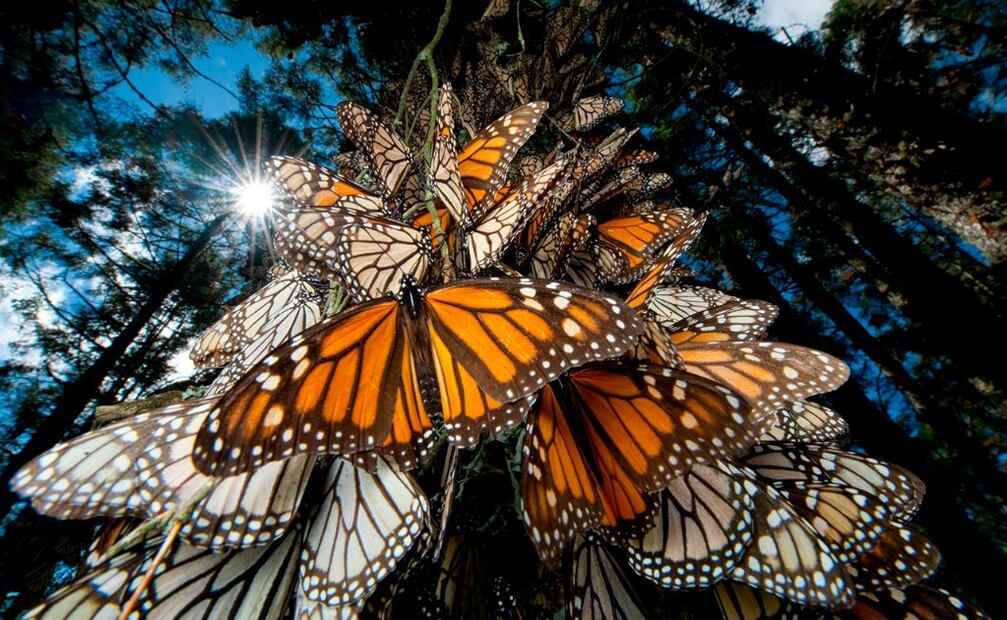 El vuelo de la mariposa monarca es todo un espectáculo. Foto: Turismo de Michoacán