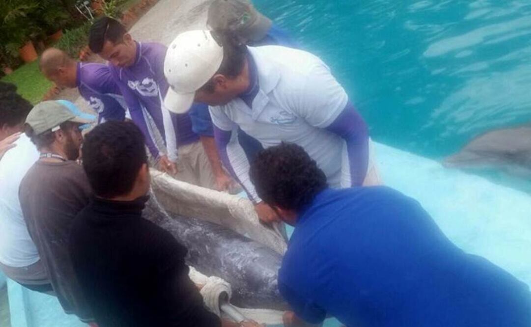 Cinco delfines que permanecían en el parque Atlántis, en Chapultepec, fueron trasladados a delfinarios de Guanajuato y Jalisco. /Especial