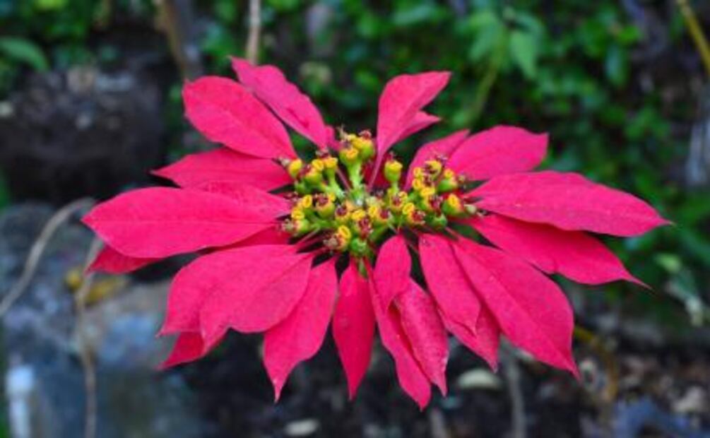 Cuetlaxóchitl, la flor que EU secuestró 