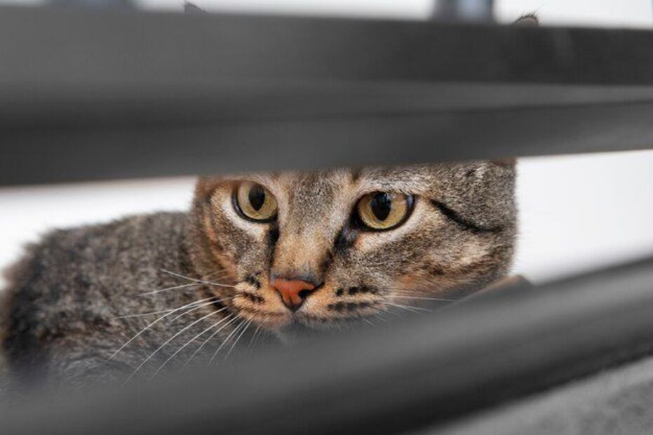 La columna más prominente de un Gato puede ser un indicio de varias cuestiones. Fuente: Freepik.