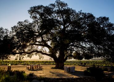 Ensenada: guía de viaje por la Ruta del Vino