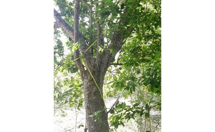 Alemán de la tercera edad intenta suicidarse en Yucatán