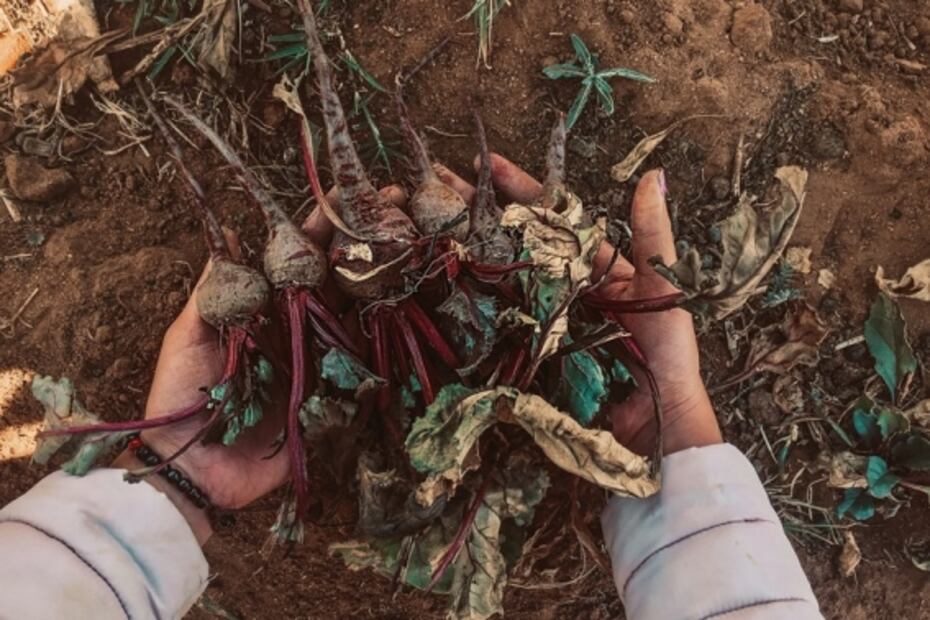 Esta es la alacena de otoño para mantenernos saludables