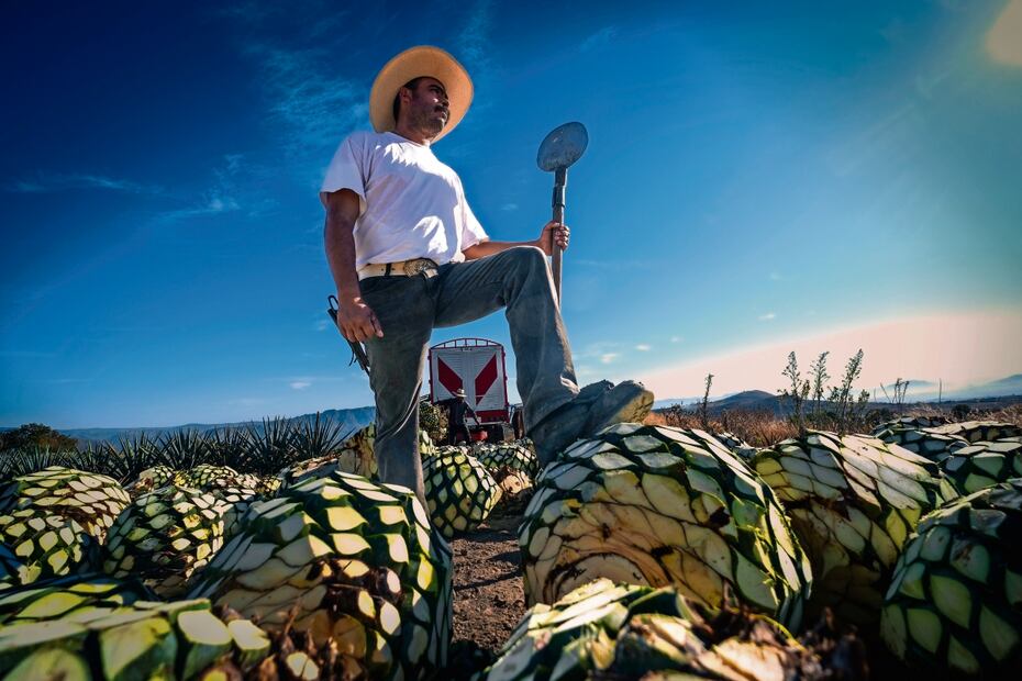 La charrería, el tequila y el mariachi están entre las expresiones culturales jaliscienses que a nivel mundial se reconocen como mexicanas, éstas son consolidación de una identidad criolla. Fotos: Secretaría de Cultura de Jalisco