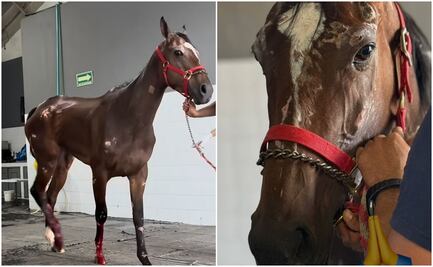 Yegua de carreras es abandonada por dueños tras accidente y su caso se vuelve viral
