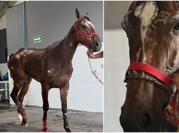 Yegua de carreras es abandonada por dueños tras accidente y su caso se vuelve viral