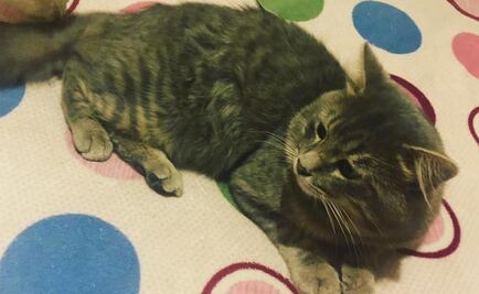 "Socks" o de dónde viene que hoy festejes a tu gato