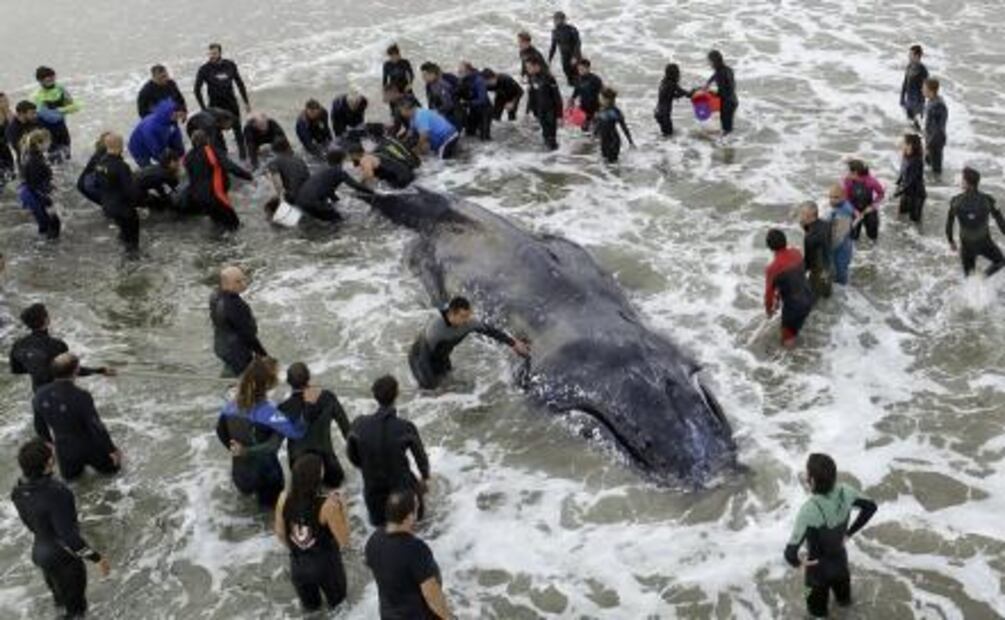 ​Trabajan más de 40 horas para regresar a ballena varada al mar en Argentina