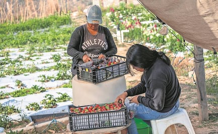Gobierno de EU pedirá información de contribuyentes inmigrantes al IRS; violaría protecciones individuales de trabajadores, acusan
