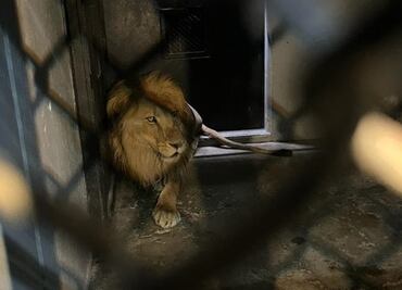 Tras ataque de leona a trabajador, zoológico de Altamira en Tamaulipas anuncia cierre temporal; incidente fue negligencia, aseguran