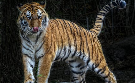 Tigre arranca mano a cuidadora y ataca a dos más en parque de safari