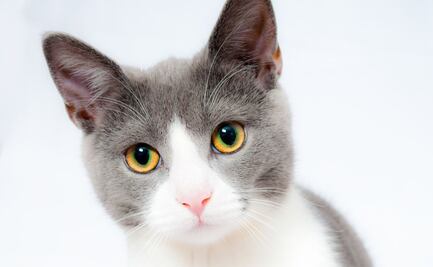 Conoce cuáles son las señales que da tu gato al sentirse solo, según experta