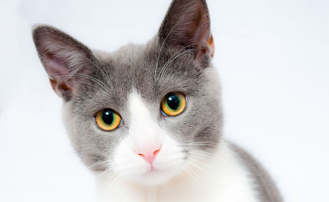 Es posible dejar a un gato solo en casa dado que la mayoría de los gatos pueden estar completamente solos hasta por 8 horas sin necesidad de su dueño.

Foto: Producción El Universal