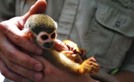 Latin America's vertebrate population fell 89% since 1970