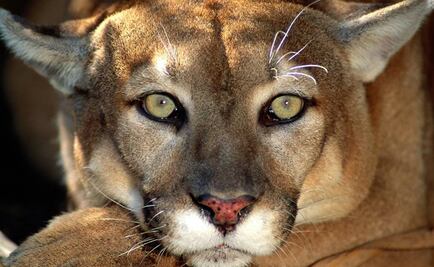 Personalidad de animales puede ser un factor clave en la supervivencia