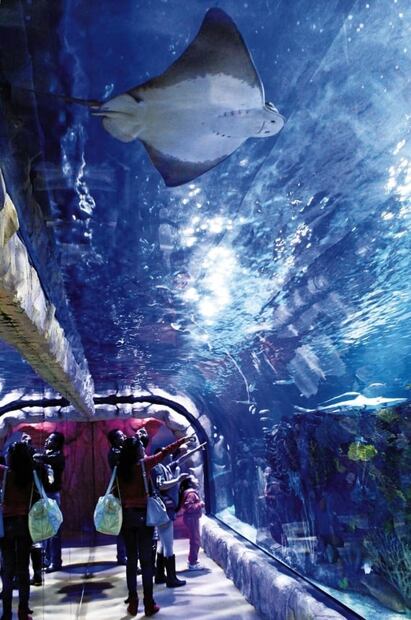 Acuario Inbursa tendrá Noches de Leyendas por el Día de Muertos