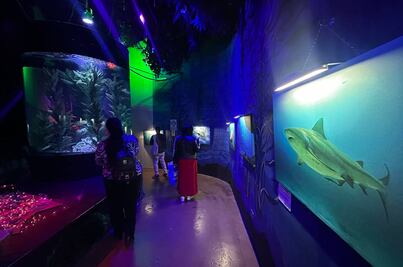 Acuario Inbursa: así es la exposición inmersiva de tiburones