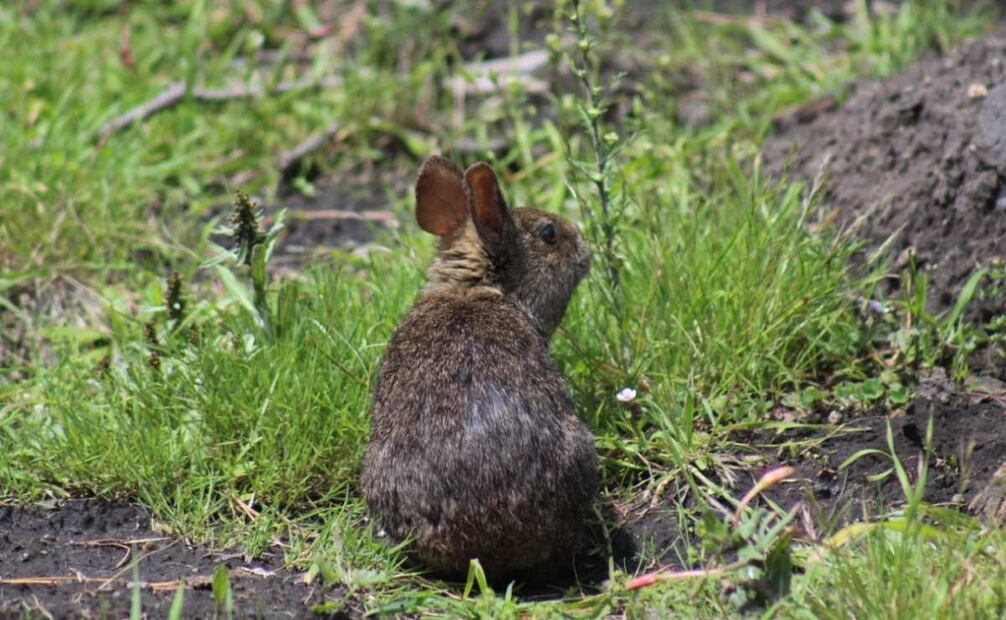El nombre científico del teporingo mexicano es Romerolagus diazi. Foto: Semarnat