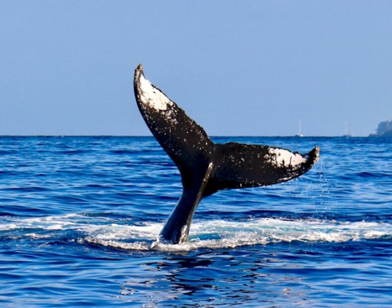Ballenas. Foto: Unsplash