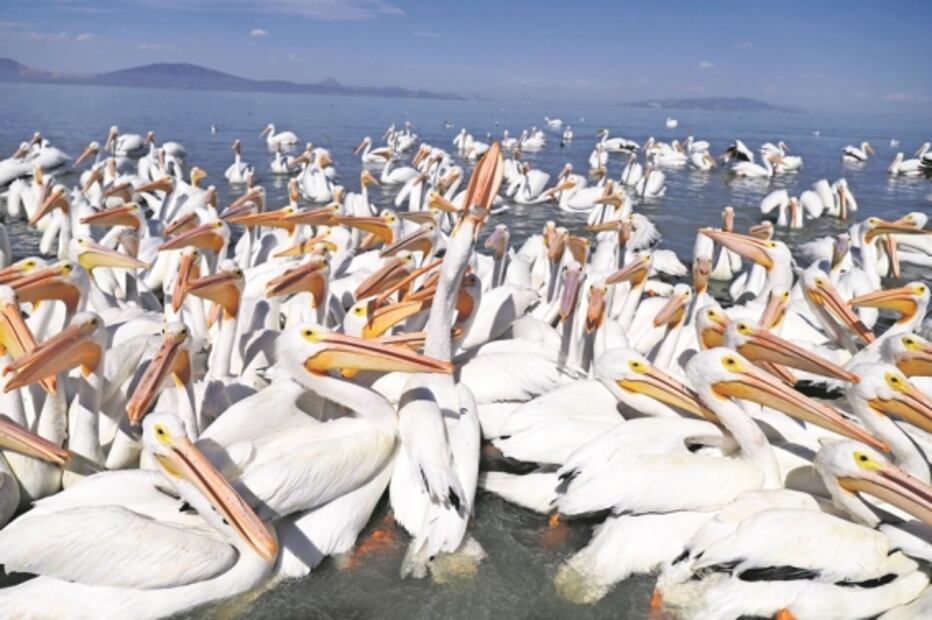 Visita de pelícanos enriquece a Petatán y sus plobladores