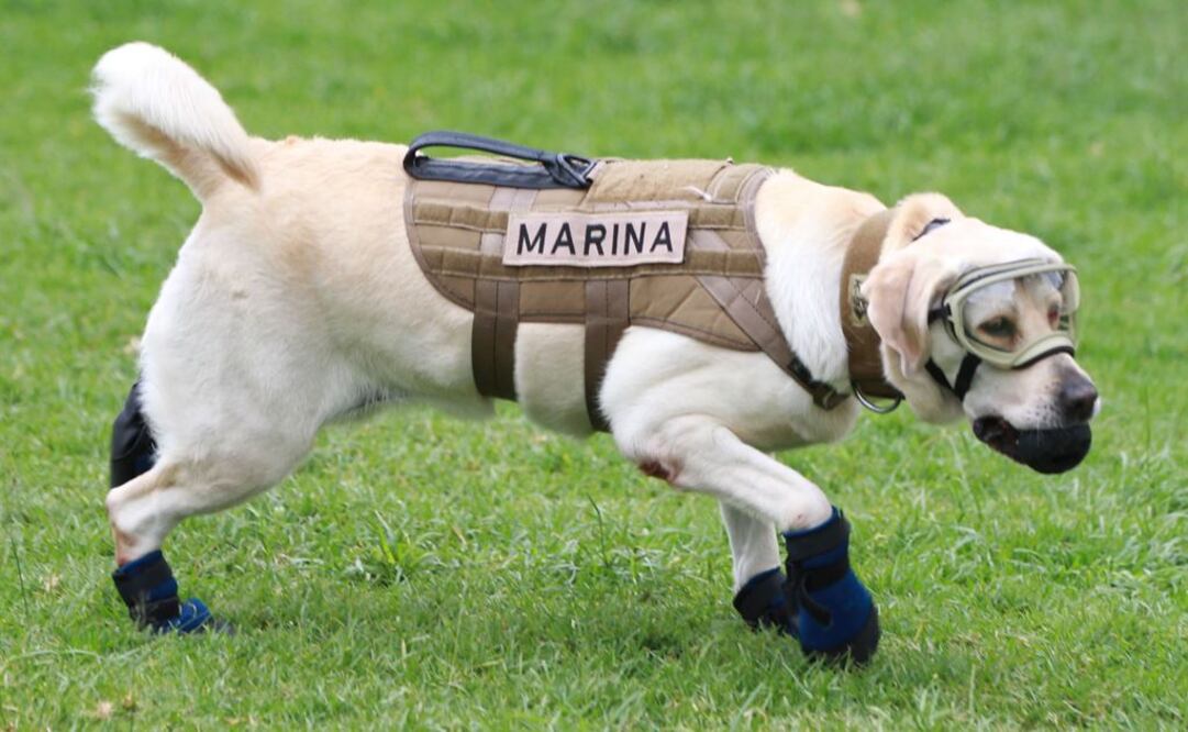 Twitter crea emoji de #TodosSomosFrida