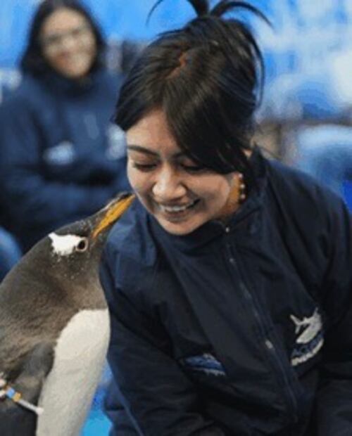 En esta interacción puedes conocer a los carismáticos pingüinos Gentoo. Foto: Acuario Inbursa