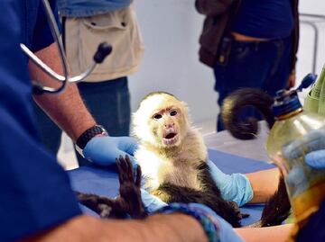 Atrapan a mono capuchino; presenta bajo peso y estrés