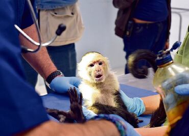 Policía frena tráfico de animales en Colombia; hallan monos ocultos en partes íntimas