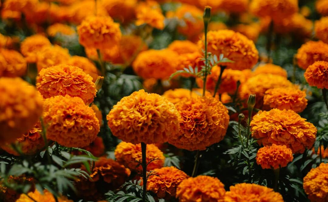 Flor de cempasúchil. Foto: Unsplash