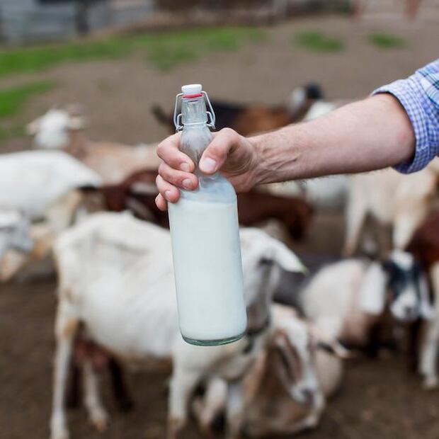 Harvard revela un poderoso secreto sobre la leche de vaca y sus alternativas. Fuente: Freepik.