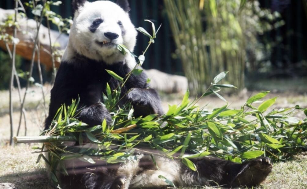 China declara que los osos panda ya no están en peligro de extinción