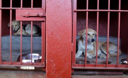 Van por protección animal en Carta Magna 