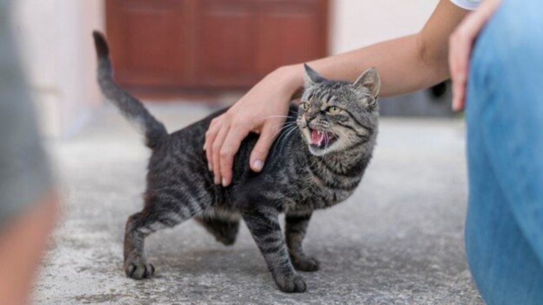 Implementar medidas preventivas puede ayudar a reducir la frecuencia y la gravedad de estos conflictos entre gatos. Fuente: Freepik.