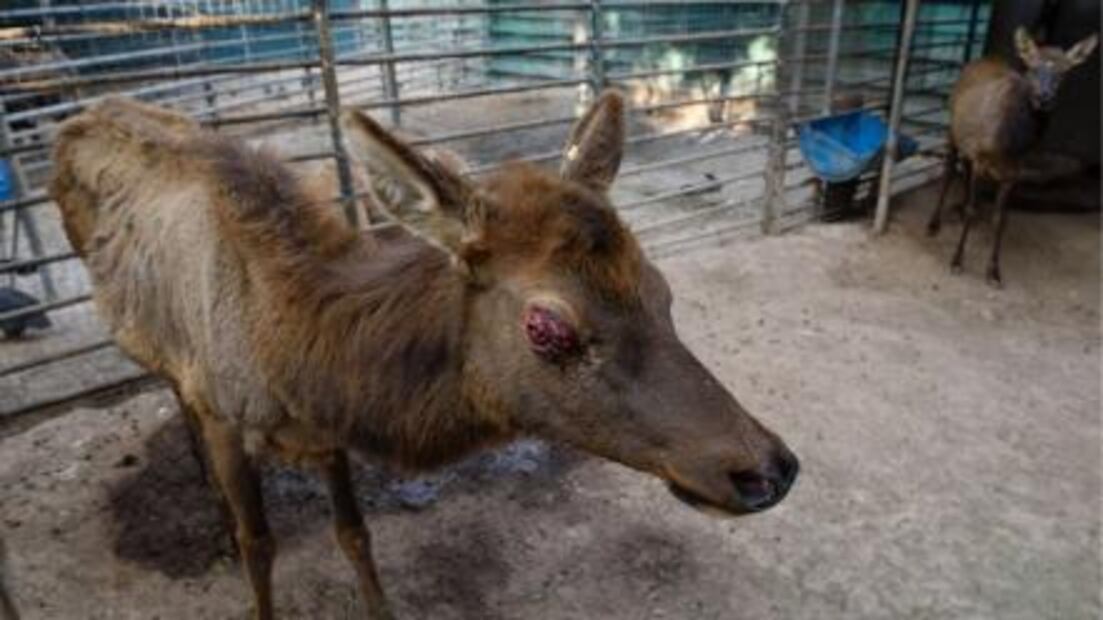 Exigen cierre definitivo de "El Club de los Animalitos"