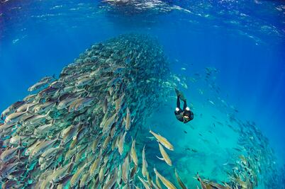Bucear para conservar: un océano que vale más vivo que explotado