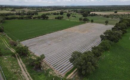 Agricultores esperan buenas cosechas tras lluvias en Aguascalientes; 4 municipios son los más beneficiados