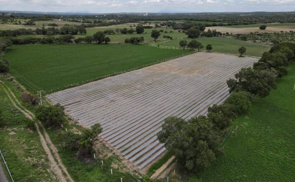 Agricultores esperan buenas cosechas en Aguascalientes (26/06/2025). Foto: Especial
