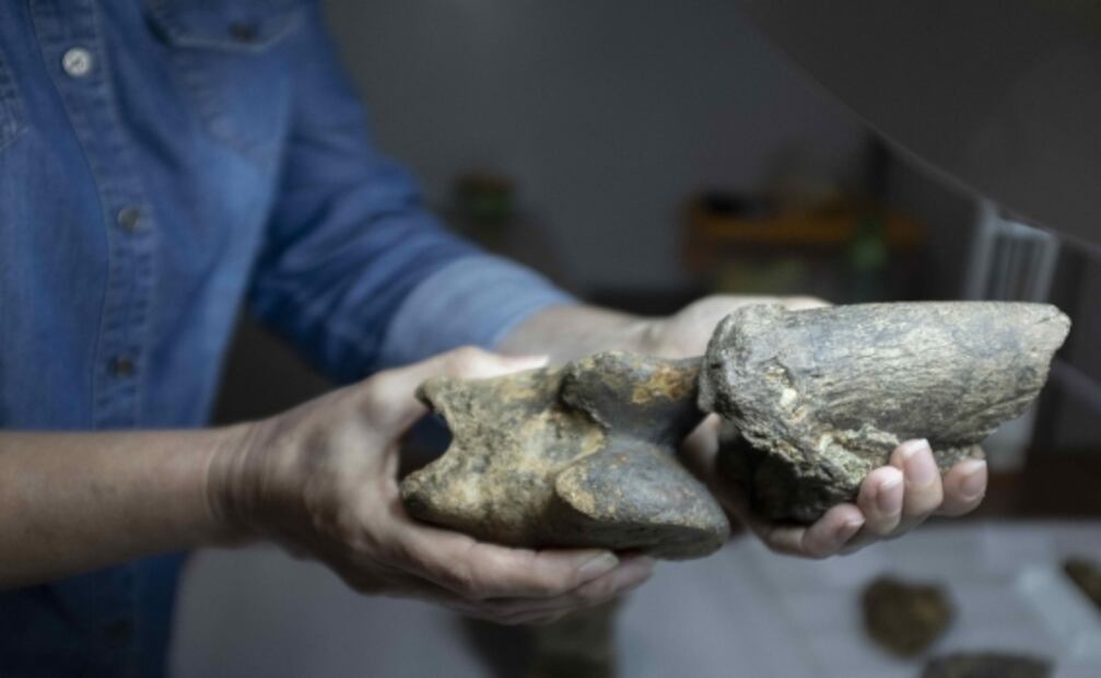 Fósil de una bestia: Científicos, tras secretos del perezoso gigante prehistórico