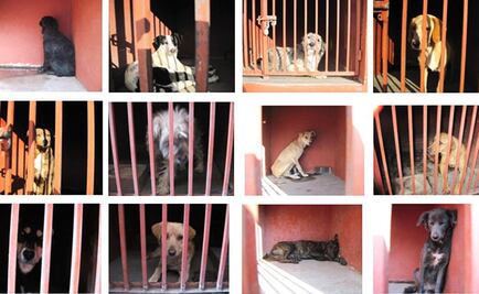 Trato digno a animales, en la Carta Magna