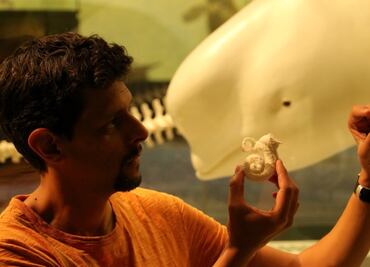 Descubren fósiles de dos especies, antecesoras del delfín y el cachalote