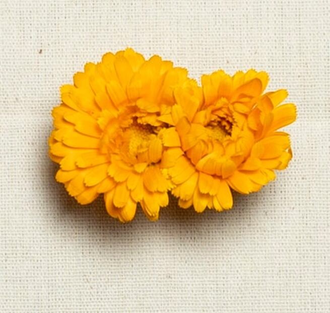 A esto saben las flores y los brotes cuando cocinas con ellos