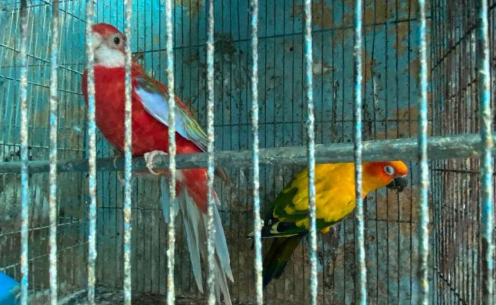 Profepa explicó que algunos ejemplares sufrieron del "síndrome pica", es decir, que se arrancan su propio plumaje por estrés. Foto: Profepa