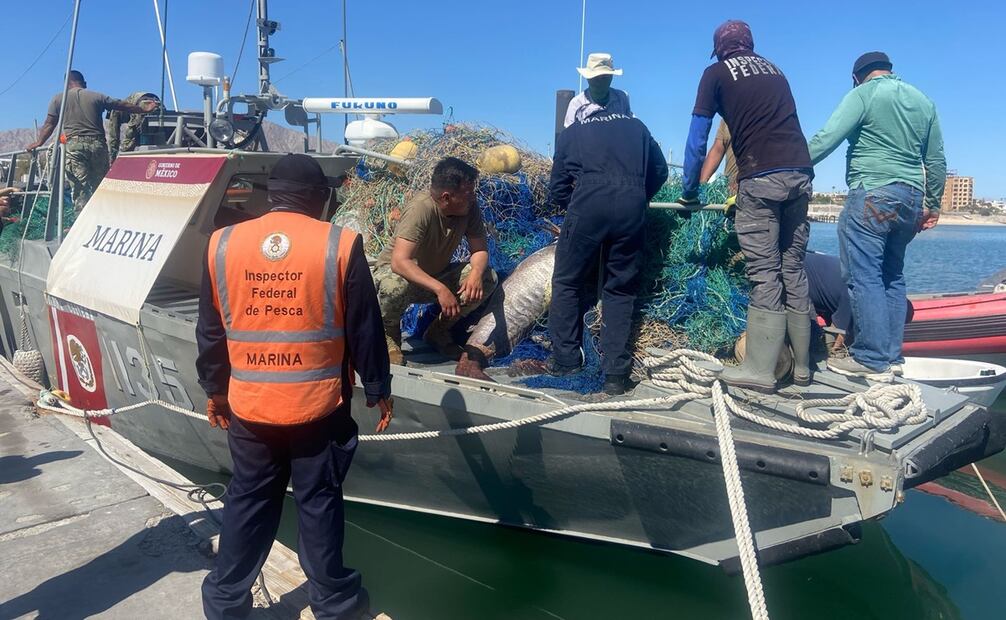 Tras reforzar las acciones de vigilancia e inspección marítima para la protección de la vaquita marina, la Secretaría de Marina (Semar), en conjunto con la Profepa y la Conapesca, aseguraron aproximadamente 22.7 kilómetros de redes totoaberas durante marzo. Foto: Especial