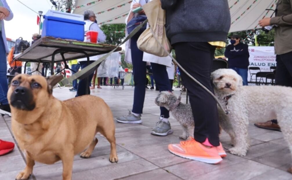 Inicia en CDMX la segunda jornada anual de vacunación masiva contra la rabia para animales de compañía 