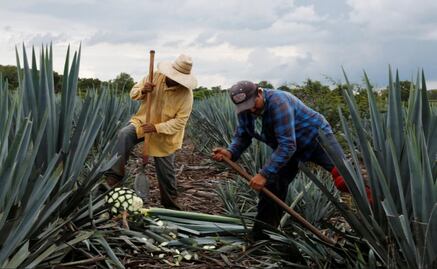 Soaring agave prices give tequila makers a headache