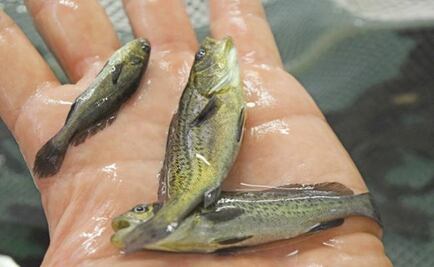 Coveted Totoaba is cultivated in Mexico