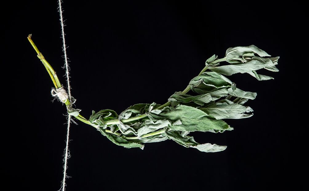 Siete hierbas para usar en la cocina.
Salvia. Foto: Jorge Garaiz / El Universal