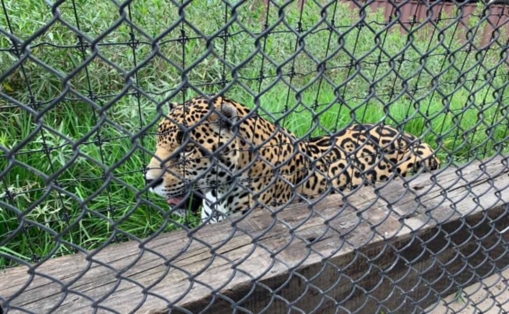 Jaguares rescatados de santuario y trasladados a Reino Animal, en Teotihuacán, presentan daño crónico en órganos
