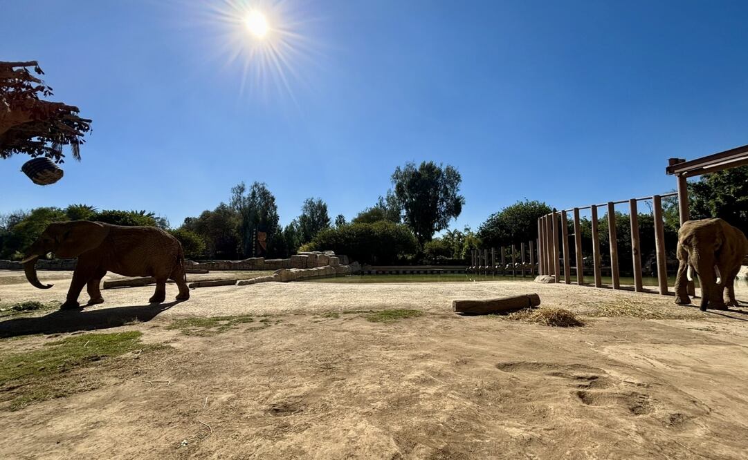 Foto: X Secretaría del Medio Ambiente (@SEDEMA_CDMX)